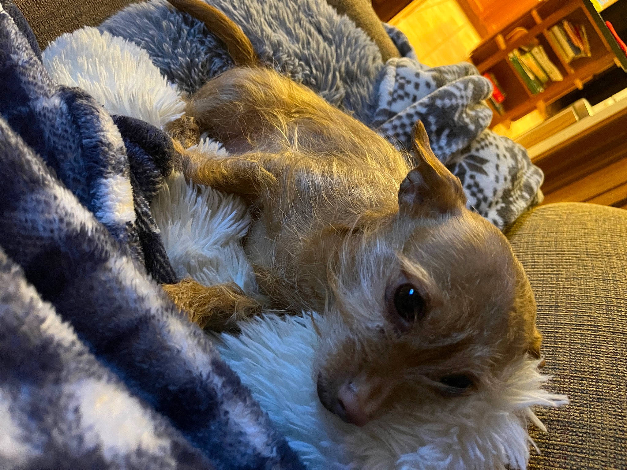 Goldie joined the competition — help win amazing prizes! canidae, claw, companion_dog, dog_breed, fawn, felidae, fur, grass, pattern, picture_frame, rabbit, rabbits_and_hares, rodent, snout, sporting_group, tail, terrestrial_animal, toy, whiskers, wood