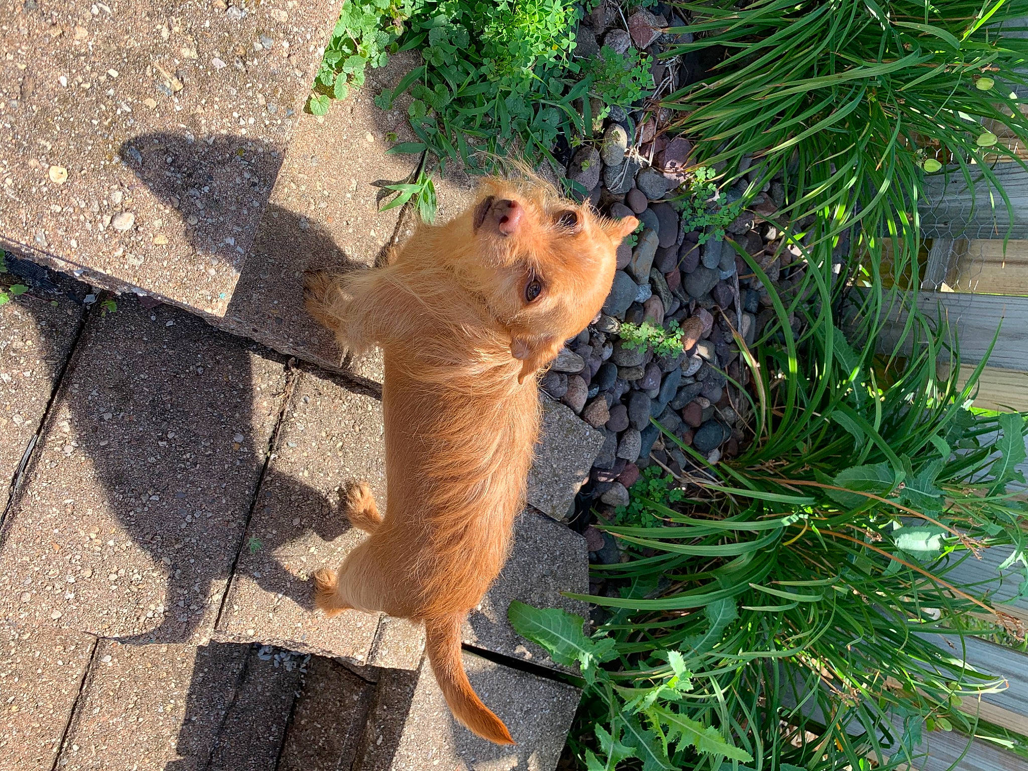 Goldie is registered to the contest to win money with this photo: carnivore, conifer, evergreen, fawn, felidae, fur, grass, organism, plant, road_surface, shrub, snout, tail, terrestrial_animal, tree, trunk, twig, whiskers, wildlife, wood