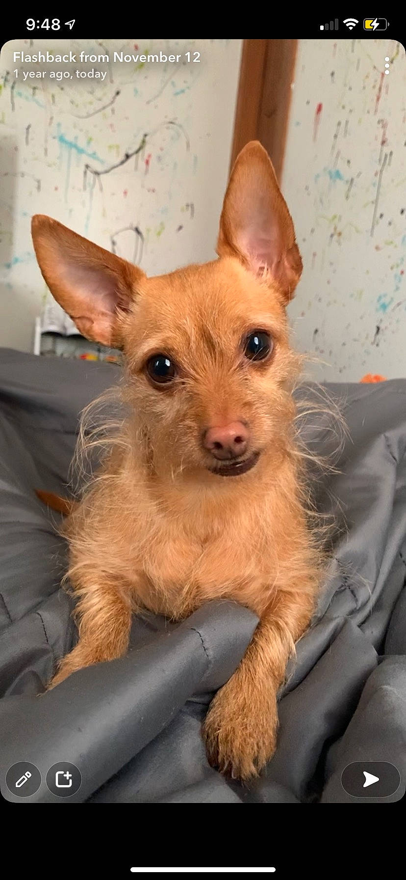 Goldie joined the competition — help win amazing prizes! canidae, carnivore, comfort, companion_dog, corgi_chihuahua, dog, dog_breed, dog_supply, ear, fawn, fur, head, snout, sporting_group, terrestrial_animal, toy_dog, whiskers, working_animal