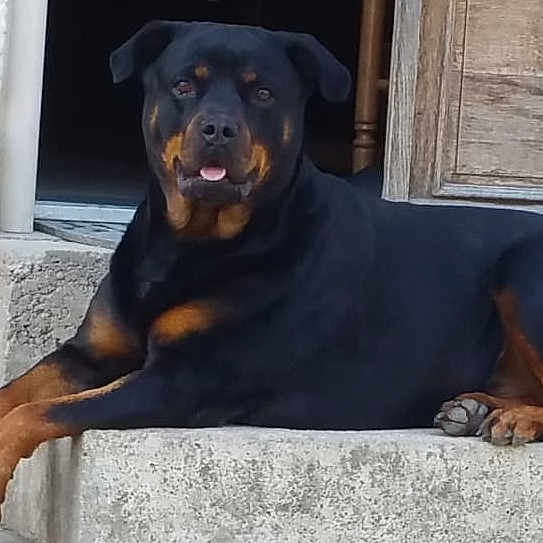 Nila