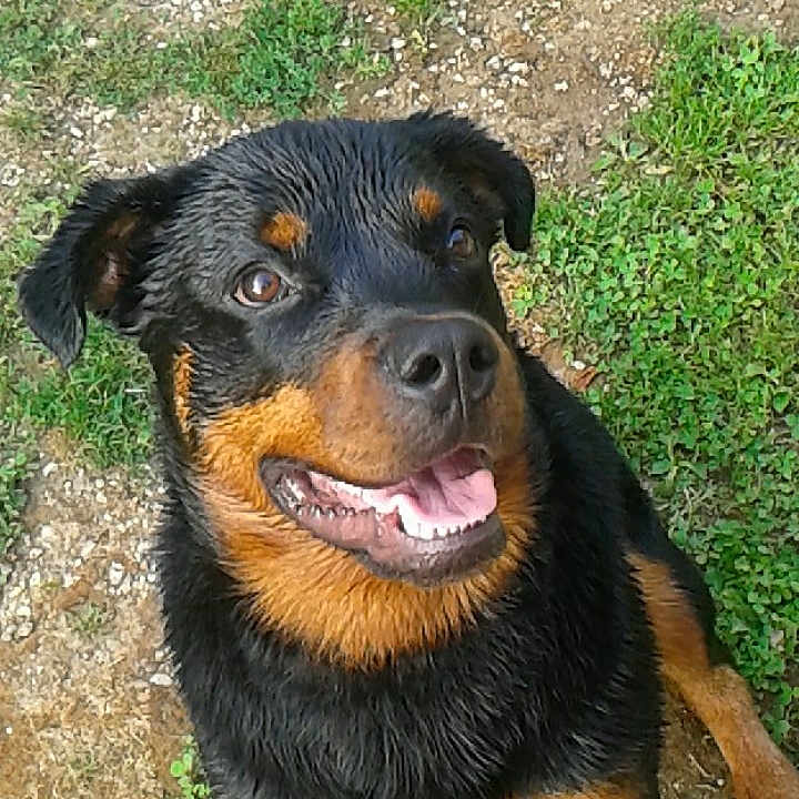 Nila
