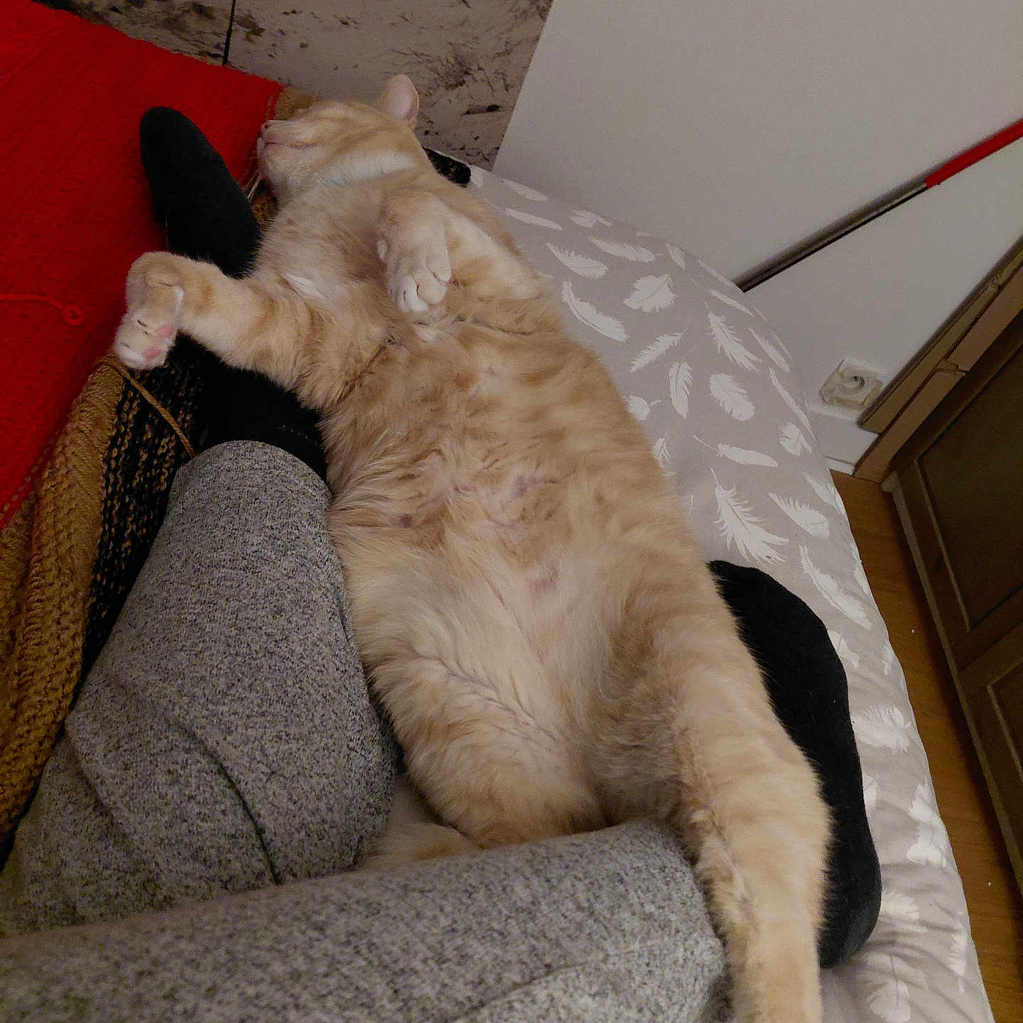 Orion a rejoint le concours — aidez-le/la à gagner de superbes lots ! animal, bed, blanket, cat, comfort, cozy, floor, fur, furniture, gray_pants, home, indoor, legs, orange_cat, person, pet, relaxation, resting, sleeping, socks