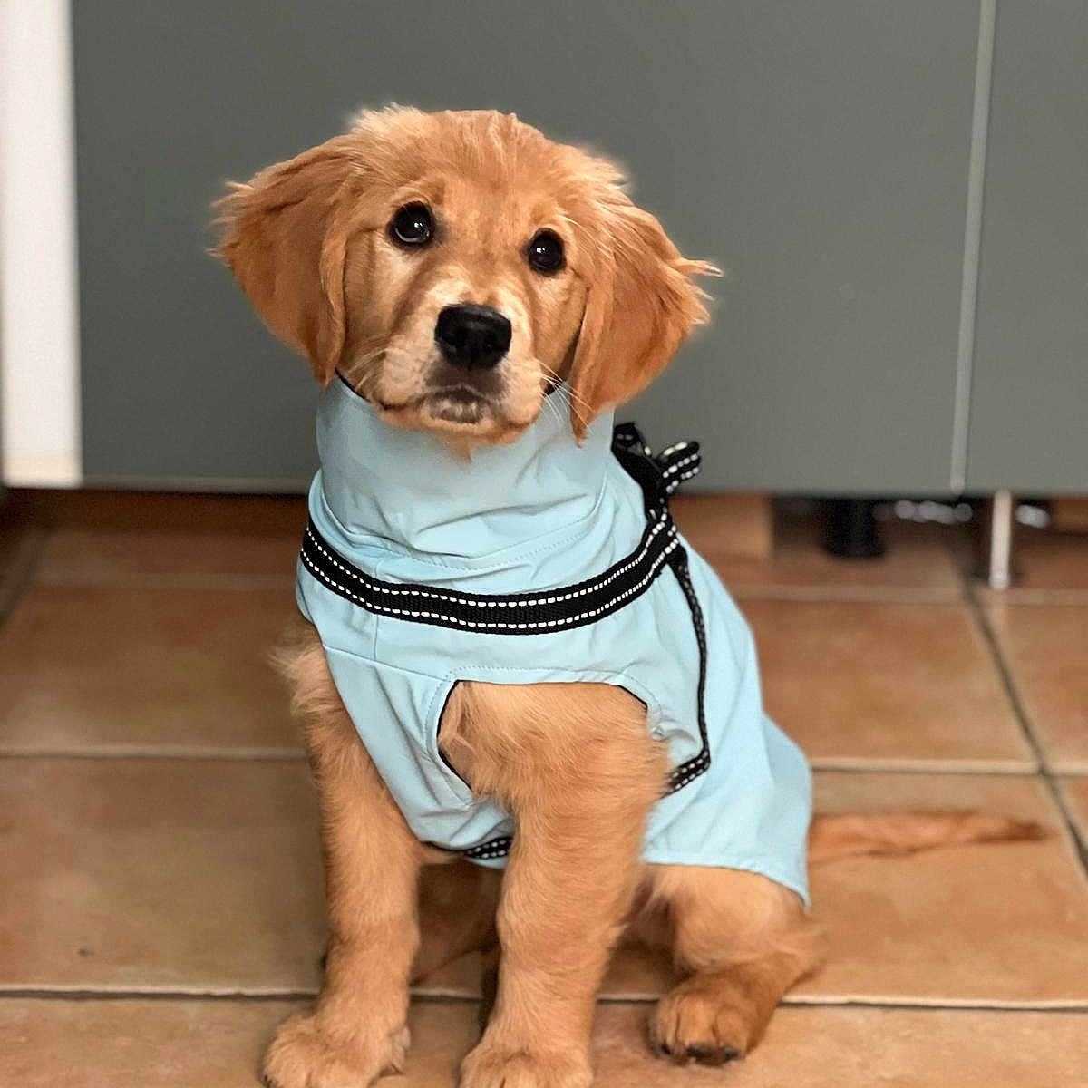 Muffin participe au concours pour gagner de l'argent avec cette photo : adorable, animal, blue_jacket, canine, companion, cute, dog, domestic_animal, floor, friendly, fur, golden_retriever, indoor, looking_up, pet, puppy, sitting, small, tile, young