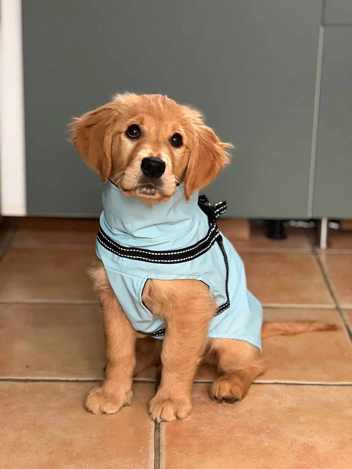 Muffin participe au concours pour gagner de l'argent avec cette photo : golden_retriever, puppy, dog, pet, cute, blue_jacket, floor, tile, indoor, animal, fur, young, sitting, looking_up, adorable, domestic_animal, canine, friendly, small, companion