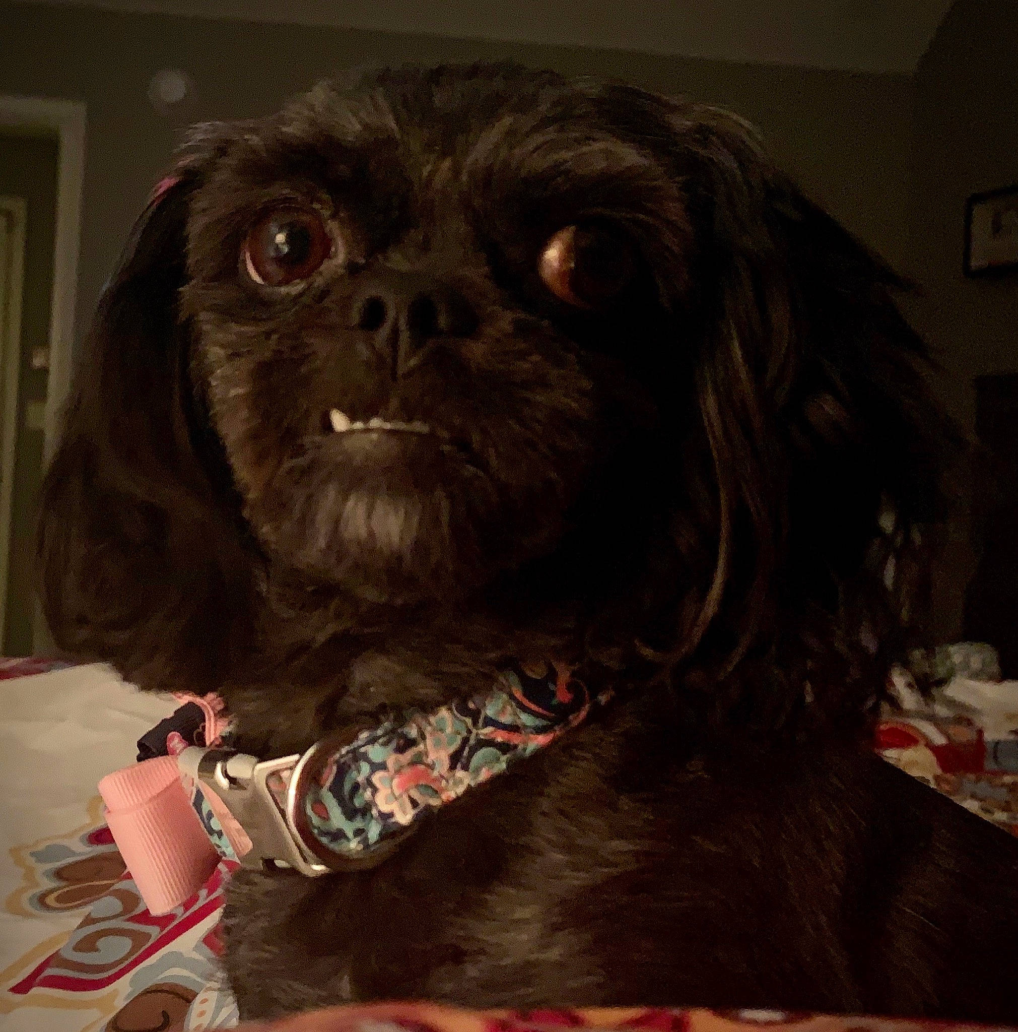 Princess is registered to the contest to win money with this photo: boykin_spaniel, canidae, carnivore, companion_dog, dog, dog_breed, liver, mammal, pekingese, puppy, rare_breed_dog, snout, spaniel, sporting_group, vertebrate