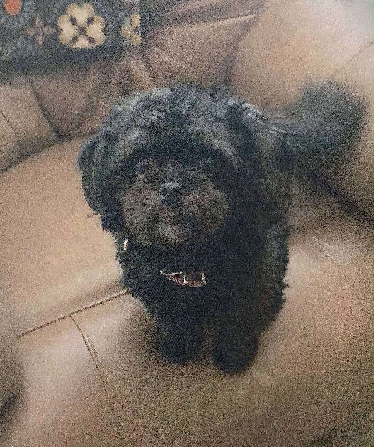 Princess is registered to the contest to win money with this photo: bolonka, canidae, carnivore, cockapoo, companion_dog, dog, dog_breed, havanese, lhasa_apso, maltepoo, maltese, mammal, morkie, poodle_crossbreed, puppy, schnoodle, shih_poo, shih_tzu, snout, vertebrate