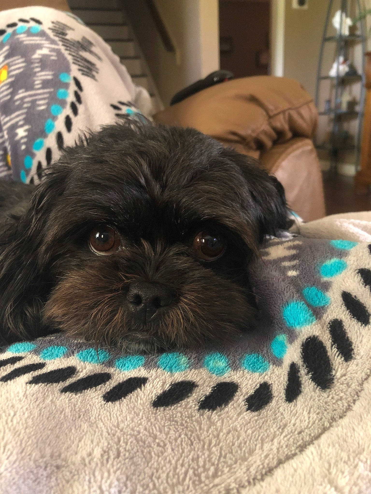 Princess is registered to the contest to win money with this photo: affenpinscher, bolonka, canidae, carnivore, chinese_imperial_dog, companion_dog, dog, dog_breed, maltepoo, mammal, morkie, pekapoo, poodle_crossbreed, puppy, schnoodle, shih_poo, shih_tzu, snout, sporting_group, toy_dog