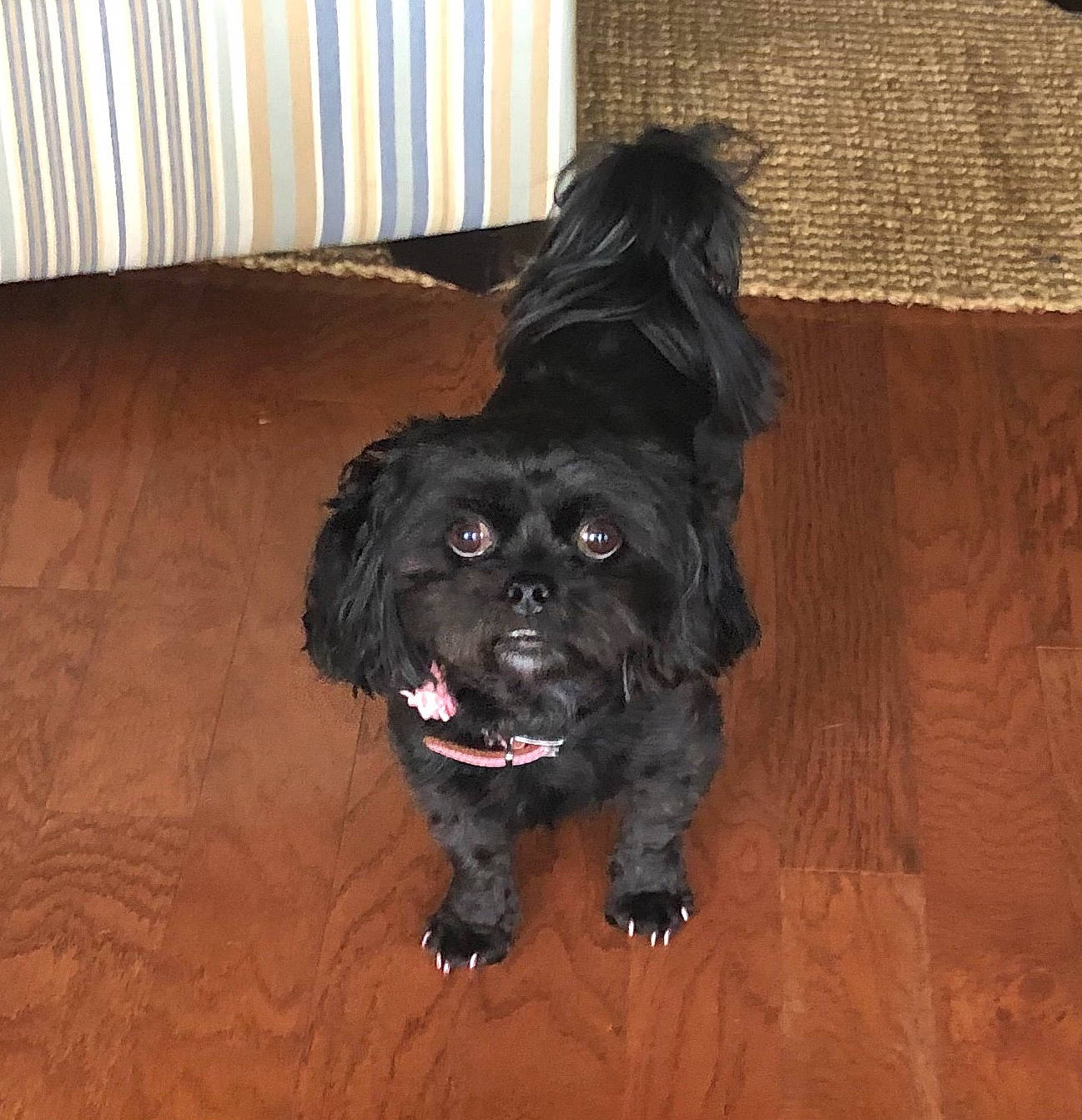 Princess is registered to the contest to win money with this photo: affenpinscher, bolonka, canidae, carnivore, cavapoo, cockapoo, dog, dog_breed, fur, lhasa_apso, mammal, snout, spaniel, sporting_group, vertebrate