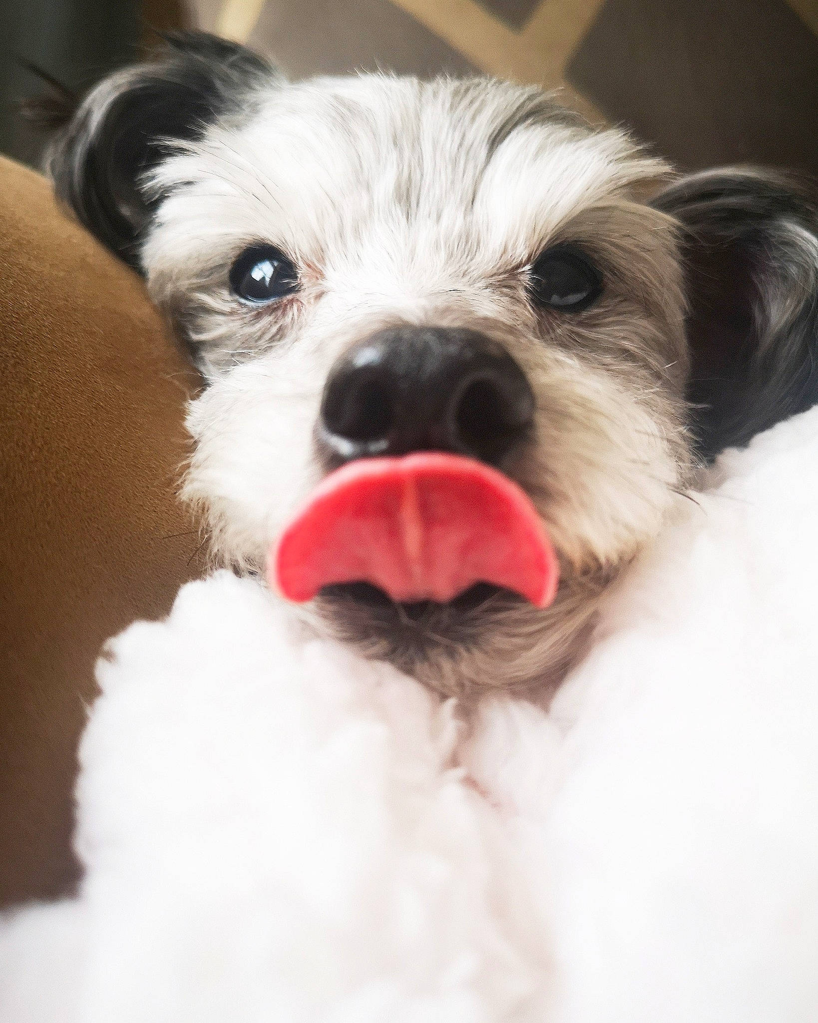 Cecil is registered to the contest to win money with this photo: canidae, carnivore, close_up, companion_dog, dog, dog_breed, ear, eye, havanese, head, kyi_leo, mammal, morkie, nose, organ, puppy, shih_tzu, skin, snout, vertebrate