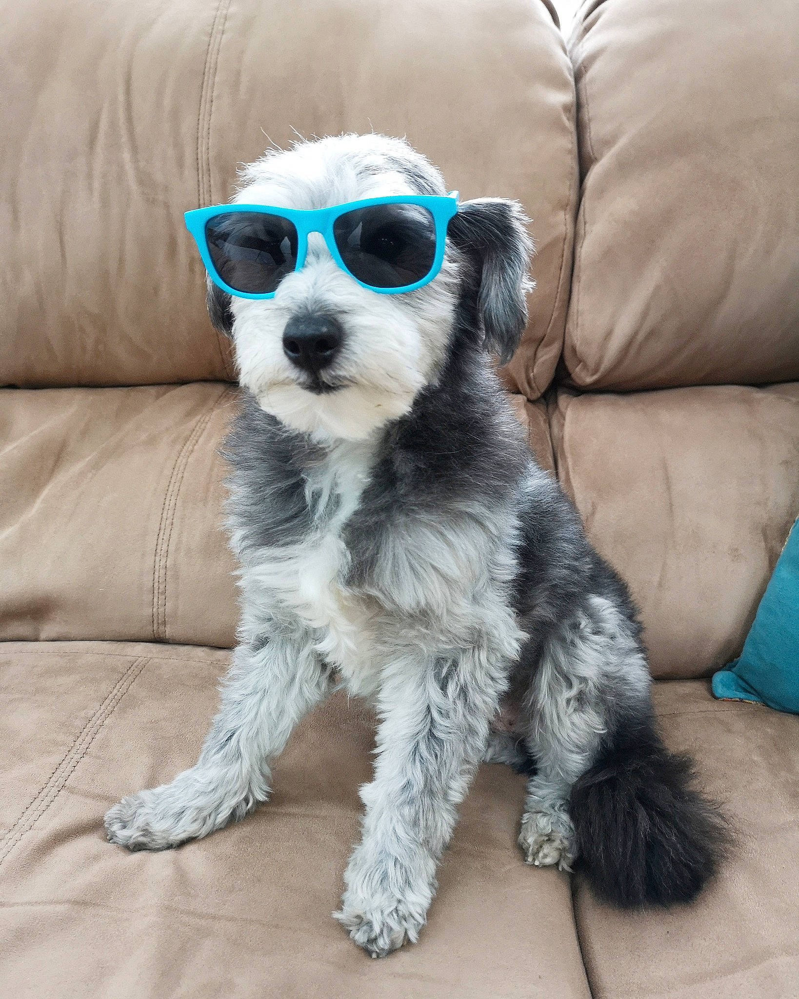 Cecil is registered to the contest to win money with this photo: canidae, carnivore, cavachon, companion_dog, dog, dog_breed, eyewear, glasses, mammal, morkie, personal_protective_equipment, puppy, rare_breed_dog, schnoodle, snout, sporting_group, sunglasses, terrier, vertebrate, whiskers