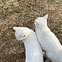 cat, white_cat, animal, pet, outdoor, grass, gravel, two_animals, fur, ears, nature, mammal, companion, side_view, wildlife, cute, domestic, quiet, relaxing, sunlight