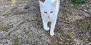Katsu Et Neige a rejoint le concours — aidez-le/la à gagner de superbes lots ! cat, white_cat, outdoor, gravel, stone_wall, grass, animal, pet, feline, walking, tail_up, nature, daylight, curious, mammal, ground, small_plants, quiet, sunlight, closeup