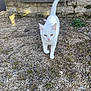 cat, white_cat, outdoor, gravel, stone_wall, grass, animal, pet, feline, walking, tail_up, nature, daylight, curious, mammal, ground, small_plants, quiet, sunlight, closeup