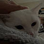 Katsu Et Neige participe au concours pour gagner de l'argent avec cette photo : cat, white_cat, pet, hand, blanket, indoor, resting, cozy, soft_texture, feline, animal, closeup, blurred_background, home, comfort, sleepy, domestic, furry, whiskers, ear