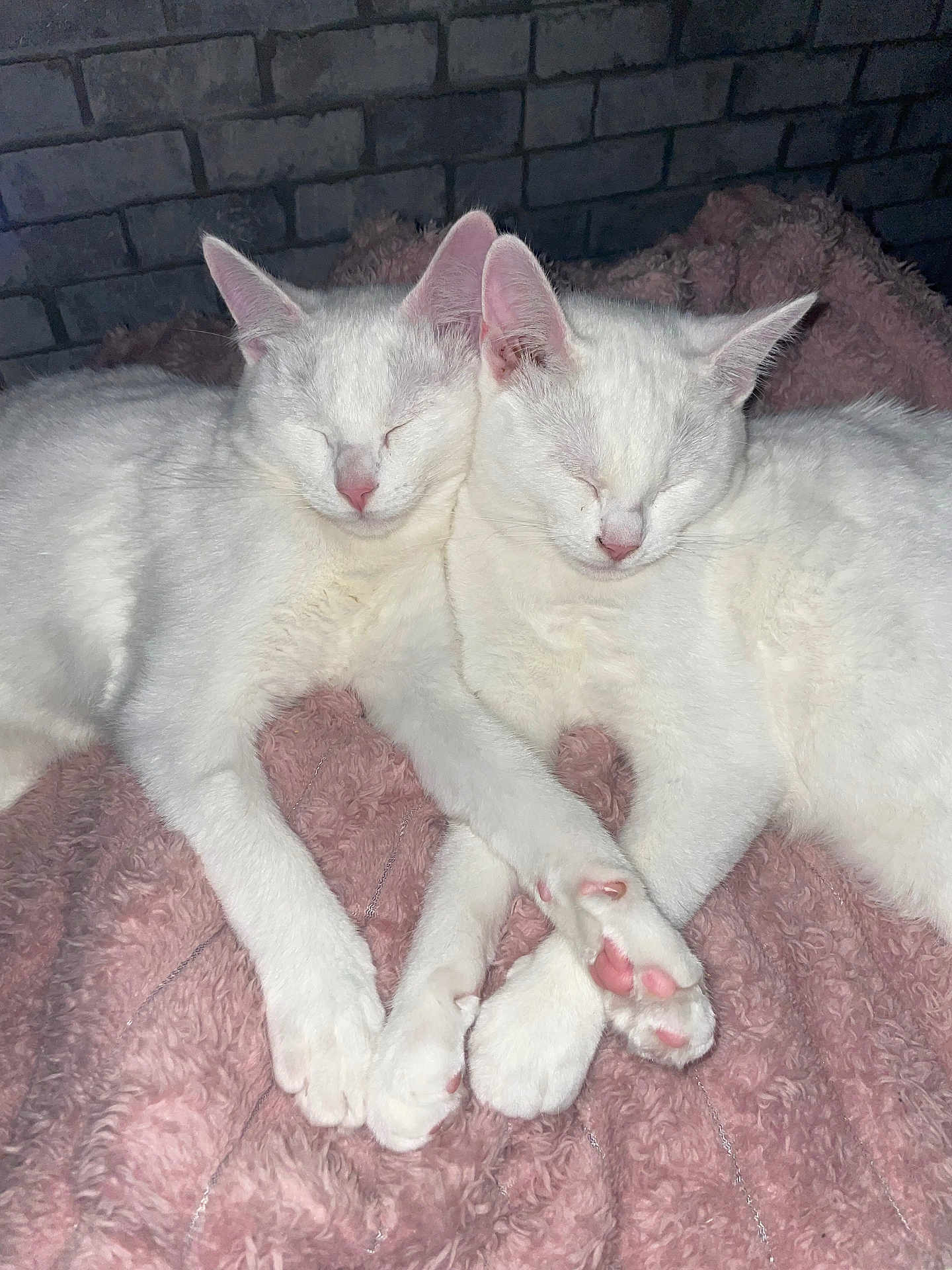 Katsu Et Neige a rejoint le concours — aidez-le/la à gagner de superbes lots ! cat, white_cat, sleeping, snuggling, pets, cute, furry, cozy, blanket, pink_blanket, indoor, resting, animal, fur, whiskers, paw, closeup, two_cats, companion, peaceful