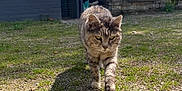 Kitty participe au concours pour gagner de l'argent avec cette photo : cat, tabby_cat, walking, outdoor, grass, gravel, shadow, sunlight, blue_sky, clouds, tree, bush, wooden_structure, lattice, nature, daytime, pet, animal, mammal, fur