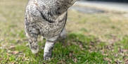 Kitty participe au concours pour gagner de l'argent avec cette photo : animal, blurred_background, cat, close_up, curious, daylight, domestic_animal, fur, grass, gray_tabby, ground, leaf_litter, mammal, nature, outdoor, pet, side_view, soft_focus, walking, whiskers