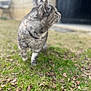 Kitty participe au concours pour gagner de l'argent avec cette photo : cat, gray_tabby, grass, outdoor, pet, animal, walking, fur, whiskers, nature, leaf_litter, blurred_background, mammal, side_view, curious, domestic_animal, close_up, soft_focus, daylight, ground