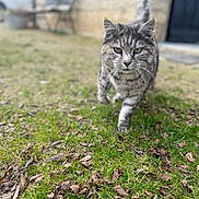 Kitty a rejoint le concours — aidez-le/la à gagner de superbes lots ! cat, tabby, grass, outdoor, animal, pet, walking, feline, nature, leaf, yard, blur, background, tail, whiskers, closeup, mammal, fur, eyes, daylight