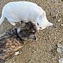 Kitty a rejoint le concours — aidez-le/la à gagner de superbes lots ! cat, white_cat, tabby_cat, animal, feline, outdoor, gravel, sniffing, curious, pet, nature, fur, two_animals, close_up, mammal, wildlife, companionship, texture, ground, daylight
