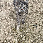 Kitty a rejoint le concours — aidez-le/la à gagner de superbes lots ! alert, animal, cat, closeup, curious, daylight, ears, feline, gravel, green_eyes, ground, mammal, nature, outdoor, pet, tabby, tail, walking, walking_towards_camera, whiskers