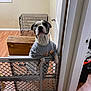 animal, baby_gate, curious, dog, door, door_handle, furniture, head_tilt, indoor, leaning, looking, metal_crate, paws, pet, pet_clothing, room, tshirt, white_wall, wooden_chest, wooden_floor