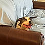 animal, black, brown, canine, comfort, couch, dog, fur, happy, home, indoor, leather, paw, pet, relaxed, sheet, smiling, tail_wagging, tongue_out, white