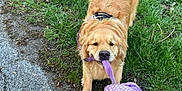 Bix is registered to the contest to win money with this photo: animal, canine, collar, dog, engagement, fur, golden_retriever, grass, happy, leash, nature, outdoor, path, paw, person, pet, playful, tail, tug_of_war, walking