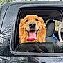 animal, black_car, canine, car, dog, fur, golden_retriever, happy, head, nature, outdoor, pet, portrait, rain_drops, sky, smiling, tongue, tongue_out, vehicle, window