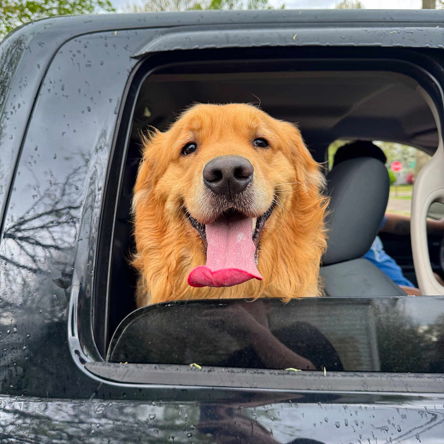 Bix joined the competition — help win amazing prizes! animal, black_car, canine, car, dog, fur, golden_retriever, happy, head, nature, outdoor, pet, portrait, rain_drops, sky, smiling, tongue, tongue_out, vehicle, window