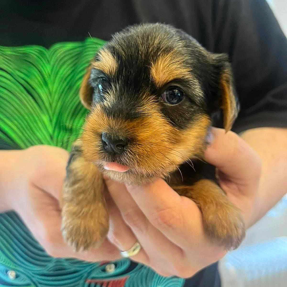 Sadie