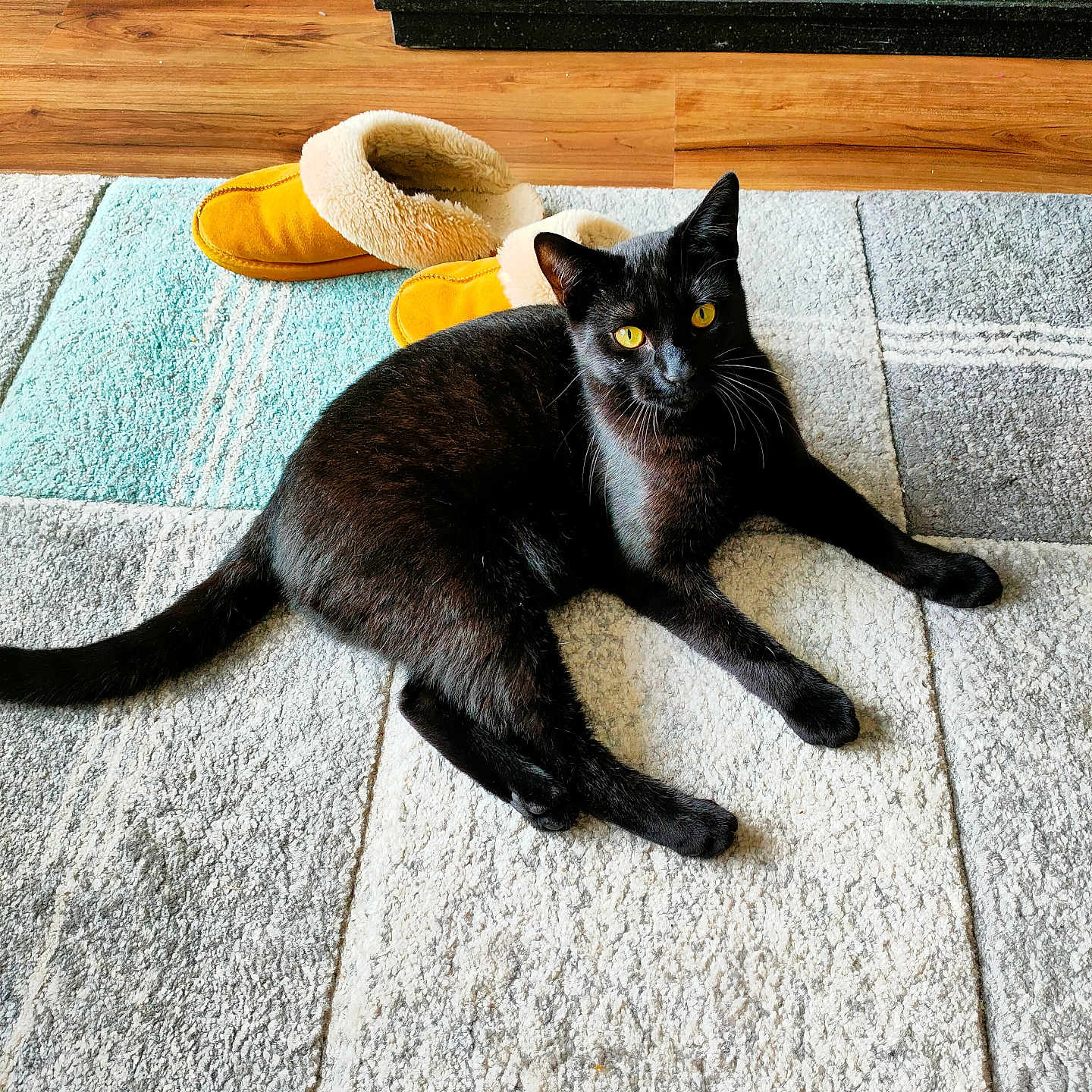 Blitz is registered to the contest to win money with this photo: abyssinian, accessories, animal, architecture, blackcat, building, cat, clothing, furniture, hardwood, hat, homedecor, indoors, kitten, manx, pet, plywood, strap, sunhat, wood