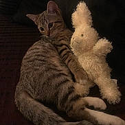 Aquarelle a rejoint le concours — aidez-le/la à gagner de superbes lots ! animal, bunny, cat, companion, cozy, cuddling, cute, feline, fur, indoor, paw, pet, plush_toy, relaxing, resting, soft_toy, striped, stuffed_animal, tabby_cat, tail