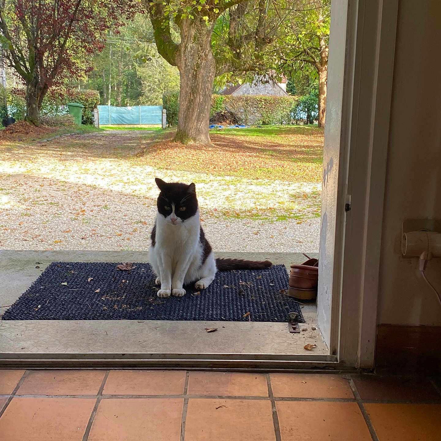 Noir Blanc a rejoint le concours — aidez-le/la à gagner de superbes lots ! animal, black_and_white_cat, cat, daylight, doormat, doorway, fall, garden, home, leaves, nature, outdoor, pathway, pet, quiet, shoes, sitting, tiled_floor, tree, waiting