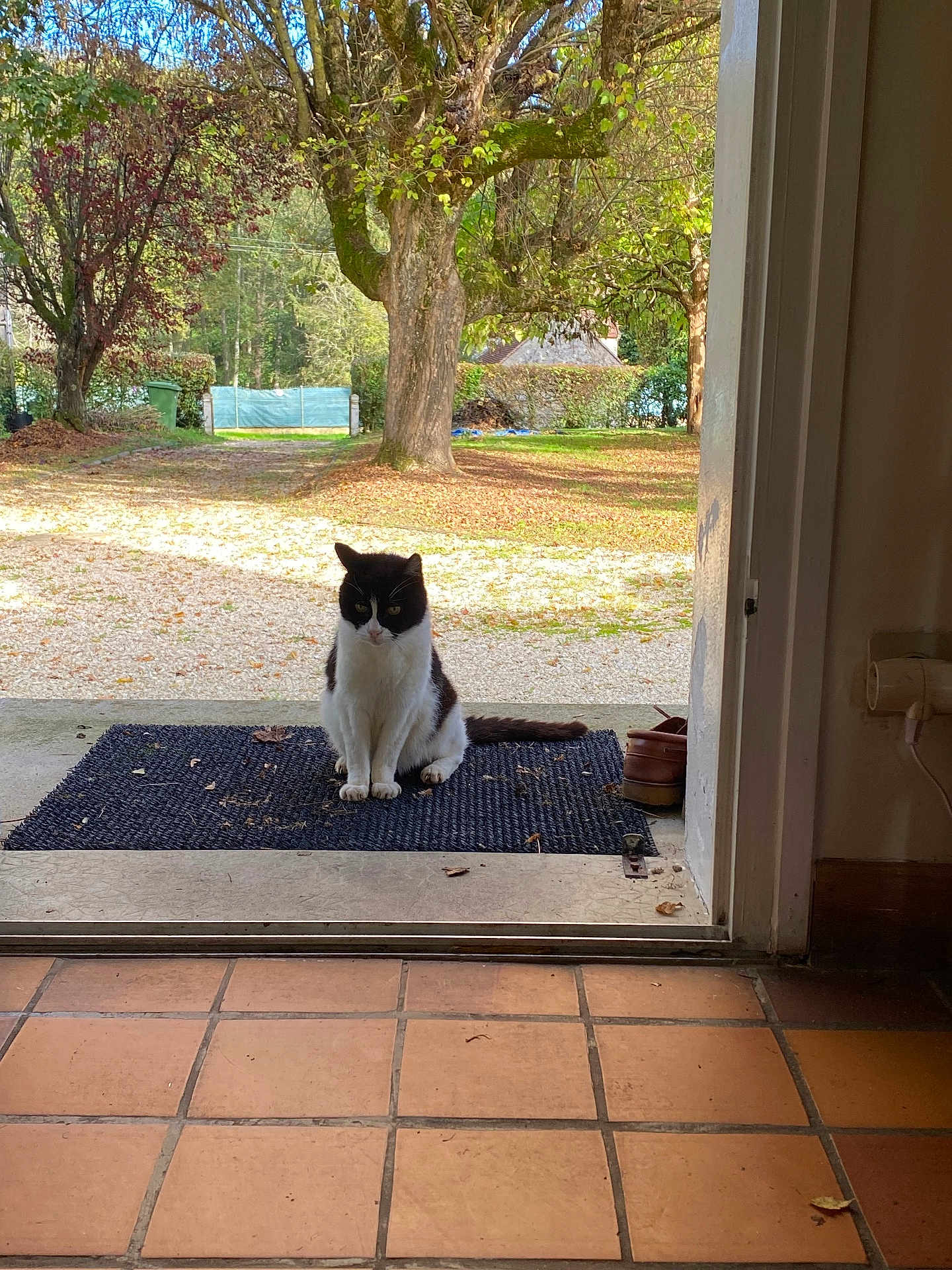 Noir Blanc a rejoint le concours — aidez-le/la à gagner de superbes lots ! cat, black_and_white_cat, doormat, doorway, tiled_floor, outdoor, garden, tree, leaves, nature, pet, animal, sitting, quiet, daylight, home, waiting, fall, pathway, shoes