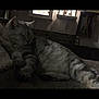cat, sleeping, indoor, feline, resting, tabby, pet, animal, cozy, quiet, fur, closeup, relaxing, home, couch, dark, furniture, domestic, calm, mammal