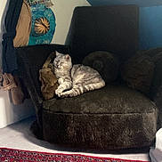 Julien a rejoint le concours — aidez-le/la à gagner de superbes lots ! cat, tabby_cat, armchair, furniture, indoor, carpet, red_rug, cozy, relaxed, pet, domestic_animal, plush, brown, patterned, clothing, hanger, wall, blue_ceiling, floor, resting