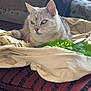 cat, silver_tabby, blanket, couch, flower, lily_of_the_valley, indoor, window, natural_light, relaxing, pet, feline, fur, green_eyes, home, decor, cozy, resting, plant, soft_light