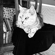 Julien a rejoint le concours — aidez-le/la à gagner de superbes lots ! cat, chair, black_and_white, furniture, indoor, pet, animal, carpet, bookshelf, books, wood, quiet, resting, domestic, cozy, side_view, feline, relaxed, portrait, still_life