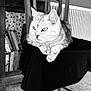 cat, chair, black_and_white, furniture, indoor, pet, animal, carpet, bookshelf, books, wood, quiet, resting, domestic, cozy, side_view, feline, relaxed, portrait, still_life