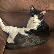 Milo joined the competition — help win amazing prizes! cat, black_and_white, lounging, couch, indoor, pet, feline, relaxed, fur, whiskers, animal, cute, domestic, resting, looking, chair, cozy, home, mammal, portrait