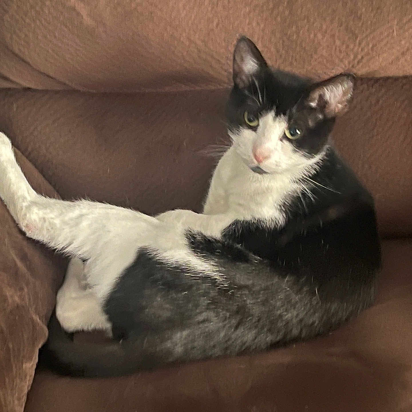 Milo joined the competition — help win amazing prizes! cat, black_and_white, lounging, couch, indoor, pet, feline, relaxed, fur, whiskers, animal, cute, domestic, resting, looking, chair, cozy, home, mammal, portrait