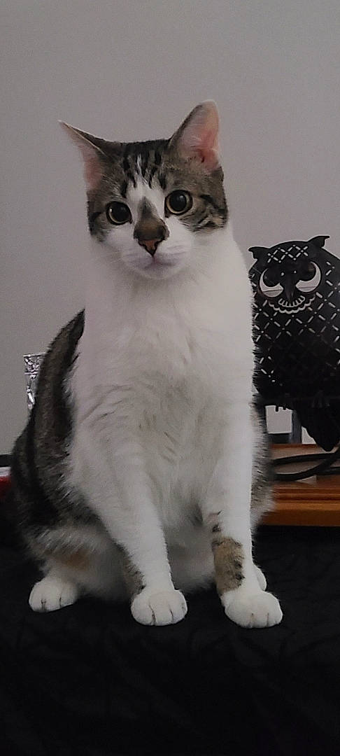 Floki participe au concours pour gagner de l'argent avec cette photo : carnivore, cat, domestic_short_haired_cat, felidae, fur, paw, small_to_medium_sized_cats, snout, tail, terrestrial_animal, whiskers