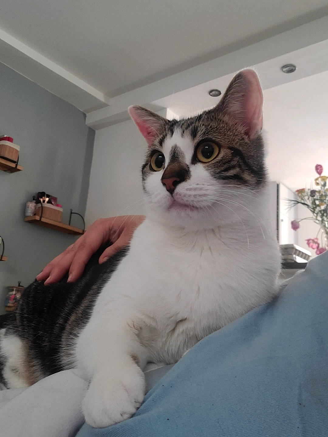 Floki participe au concours pour gagner de l'argent avec cette photo : carnivore, cat, comfort, domestic_short_haired_cat, felidae, fur, paw, small_to_medium_sized_cats, tail, tree, whiskers, window