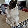 cat, fluffy, black_and_white, table, indoors, window, television, chair, furniture, pet, animal, domestic, calm, sitting, side_view, whiskers, fur, home_interior, natural_light, relaxed