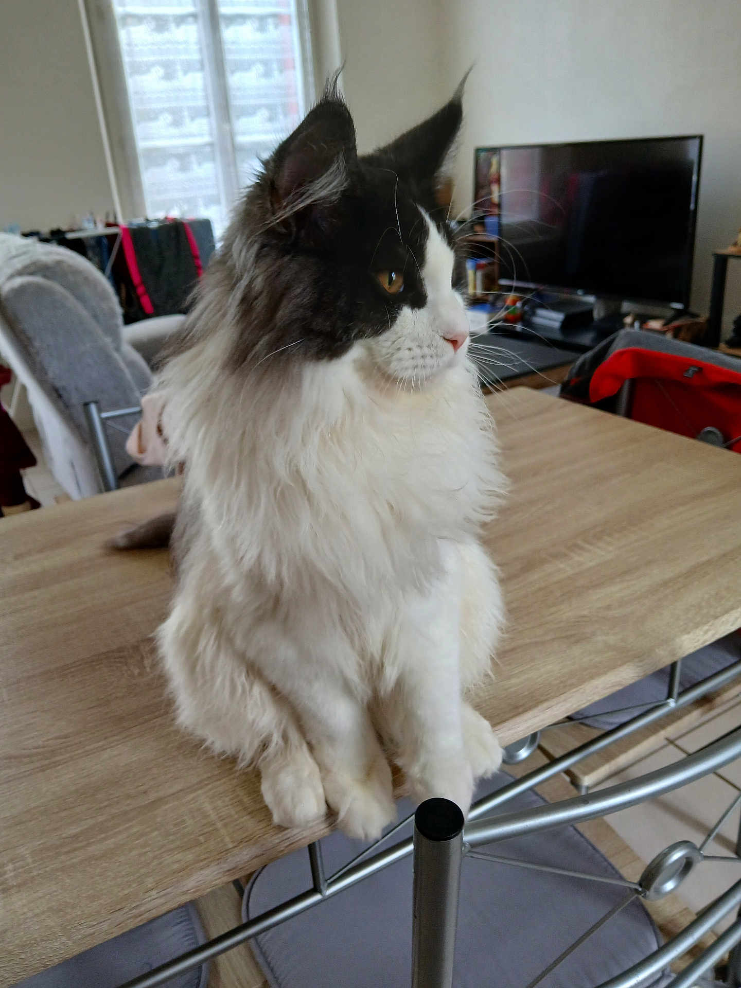 Aldo participe au concours pour gagner de l'argent avec cette photo : cat, fluffy, black_and_white, table, indoors, window, television, chair, furniture, pet, animal, domestic, calm, sitting, side_view, whiskers, fur, home_interior, natural_light, relaxed