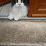 cat, fluffy, doorway, wooden_door, golden_eyes, white_fur, black_fur, paws, concrete_step, outdoor, pet, animal, relaxed, portrait, closeup, whiskers, curious, feline, domestic_cat, looking