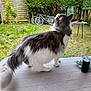 Aldo a rejoint le concours — aidez-le/la à gagner de superbes lots ! cat, animal, pet, fluffy, black_and_white, table, glass, beverage, cloth, backyard, grass, bicycle, fence, fire_pit, outdoor, nature, curious, domestic_animal, daylight, garden