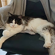 Aldo a rejoint le concours — aidez-le/la à gagner de superbes lots ! cat, fluffy, black_and_white, office_chair, blanket, indoor, pet, relaxed, feline, fur, animal, resting, whiskers, paw, tail, domestic_animal, cozy, chair, home, cute