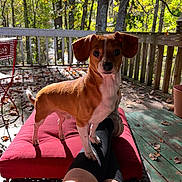 Fred is registered to the contest to win money with this photo: dog, small_dog, brown_dog, white_dog, pet, outdoor, porch, wooden_floor, red_cushion, wicker_ottoman, legs, black_socks, sneakers, trees, fallen_leaves, sunlight, red_chair, nature, daylight, animal